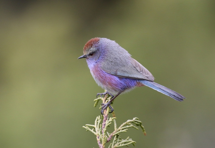 A Bird