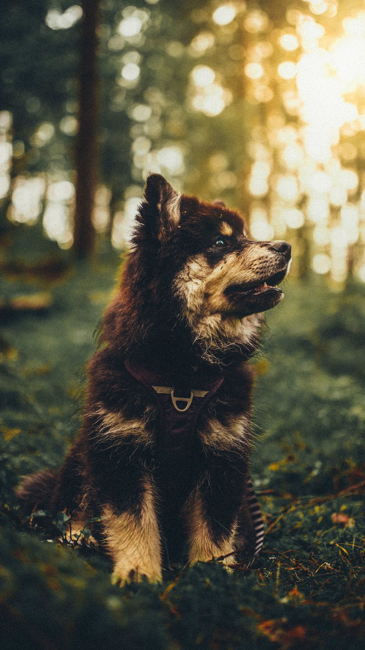 Dog