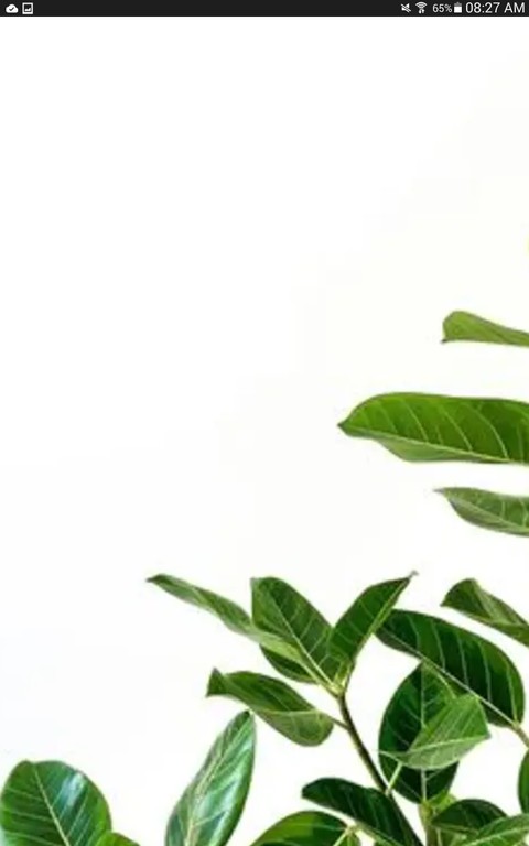plantas