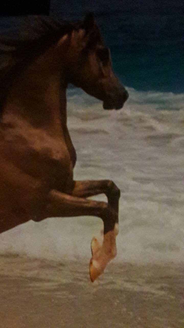 pferd