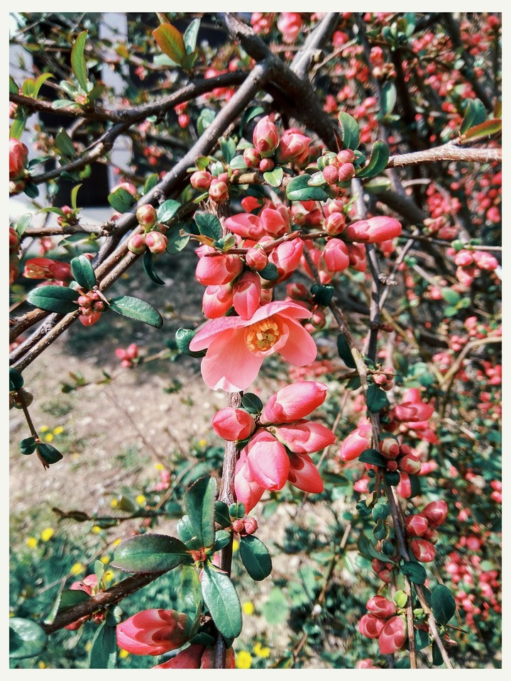 Spring