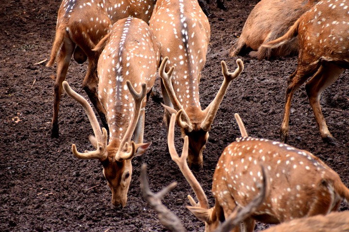 Deer