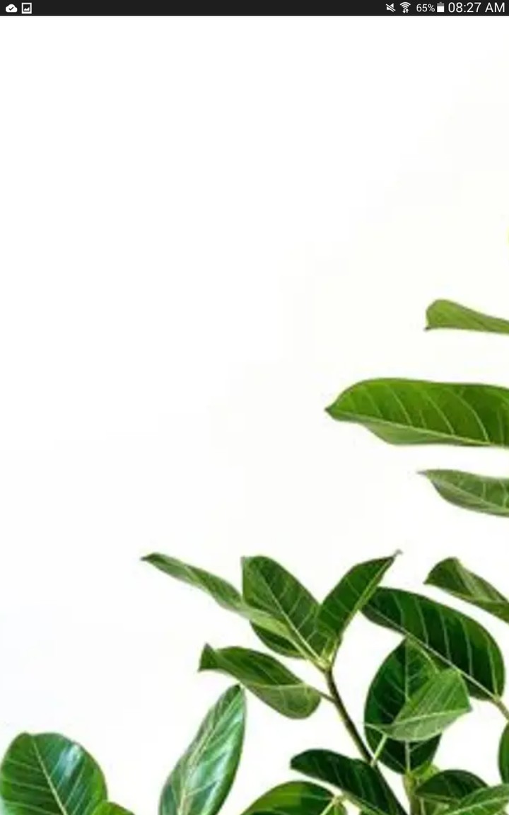 plantas