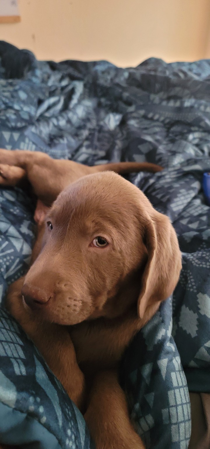 Silver Lab