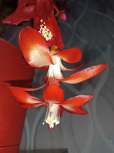 hình nền flower, geraniums