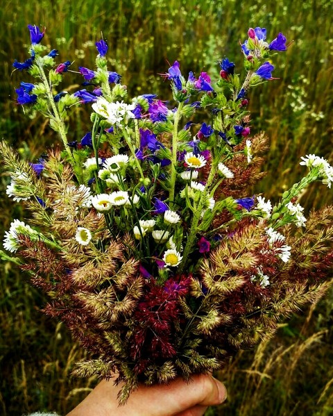 тапети spring, flora