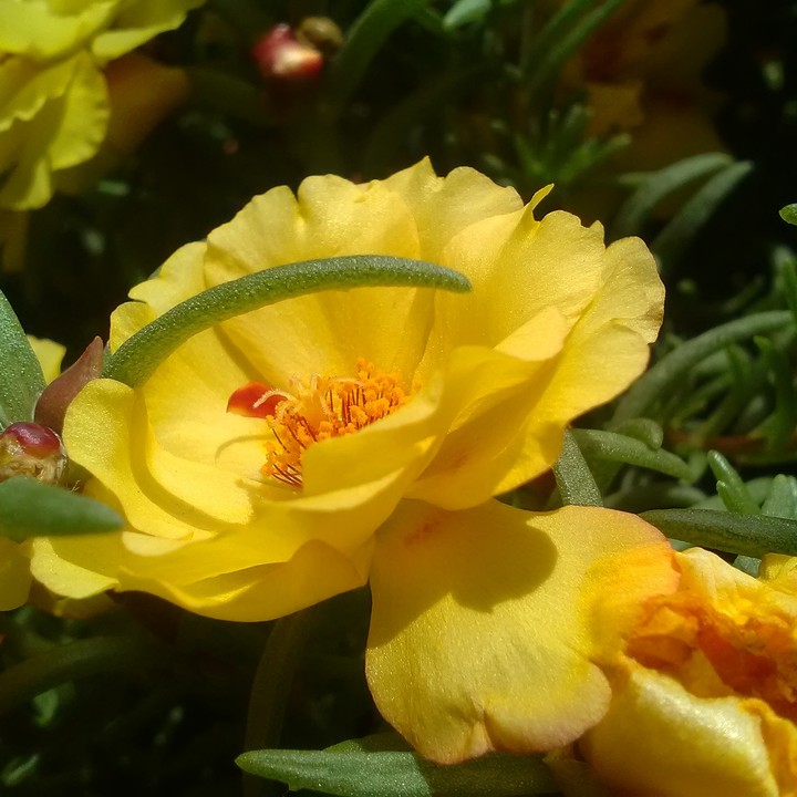 Portulakröschen