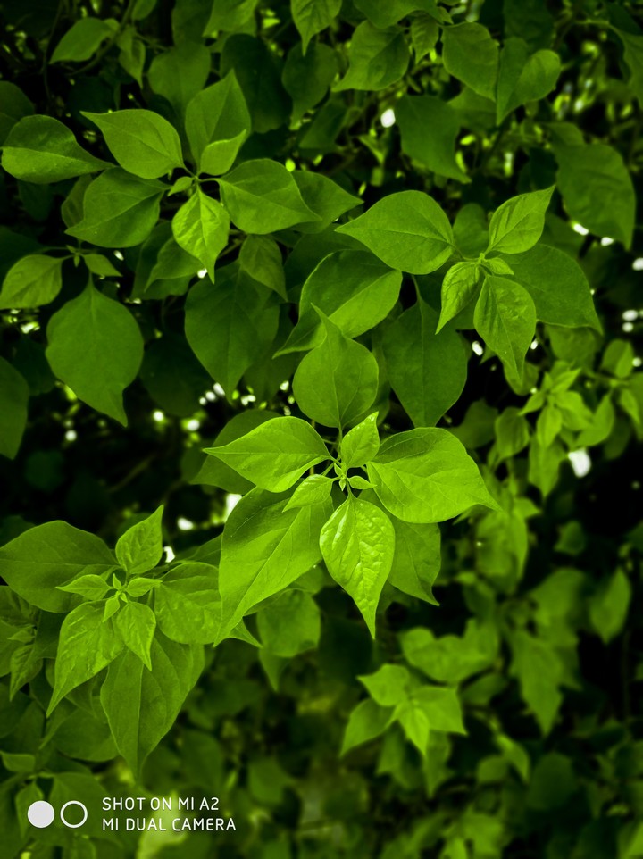Greenify