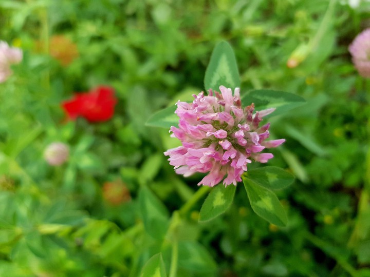 pink flower