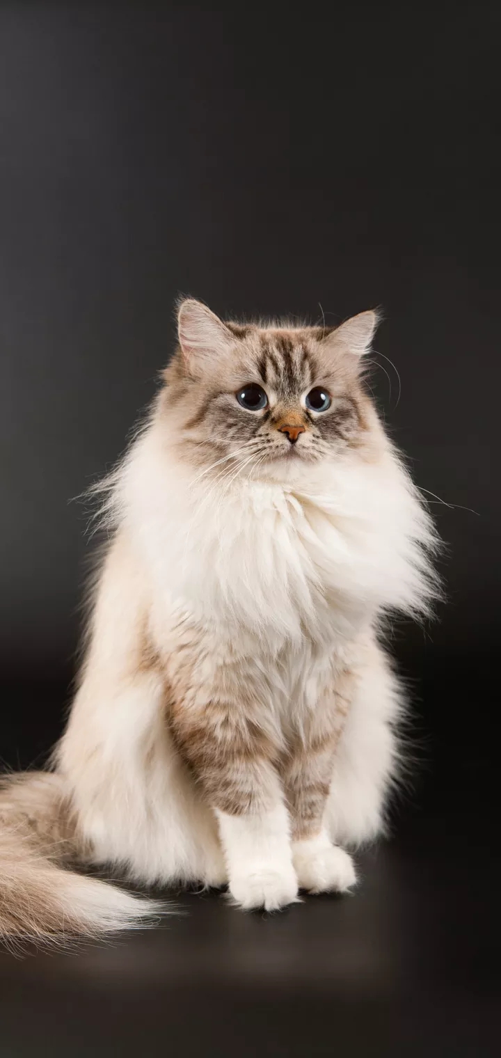 British longhair cat