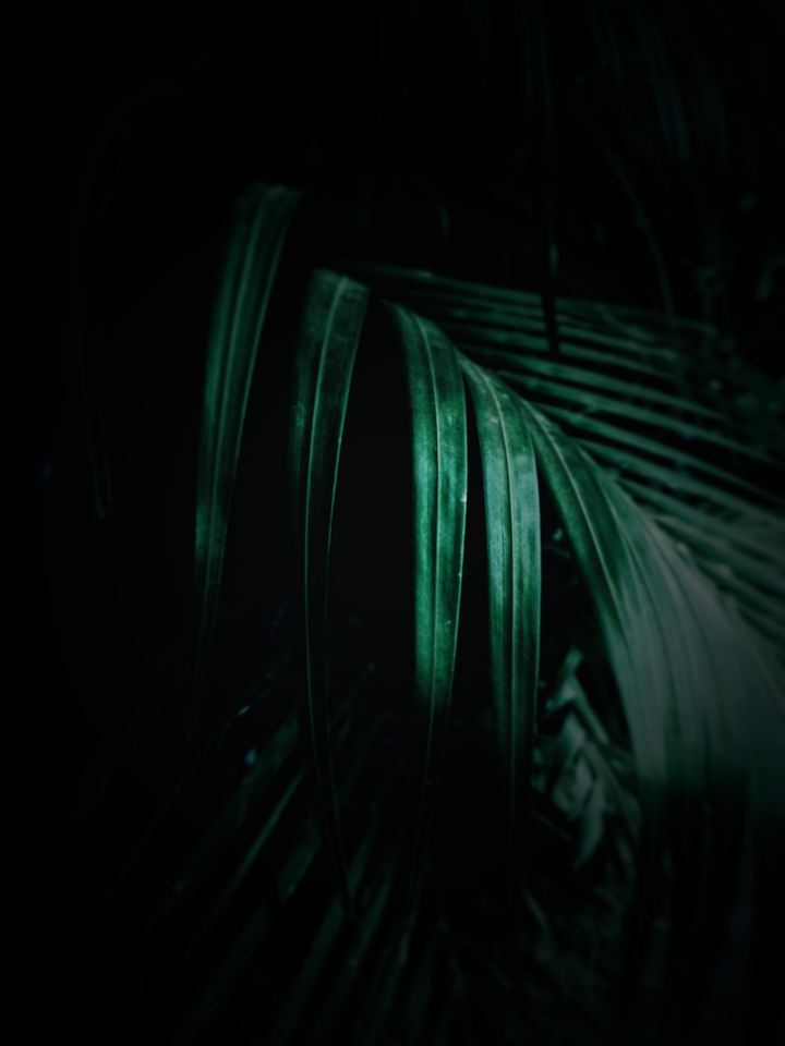 leaf