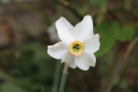 草本植物, Pollen壁纸