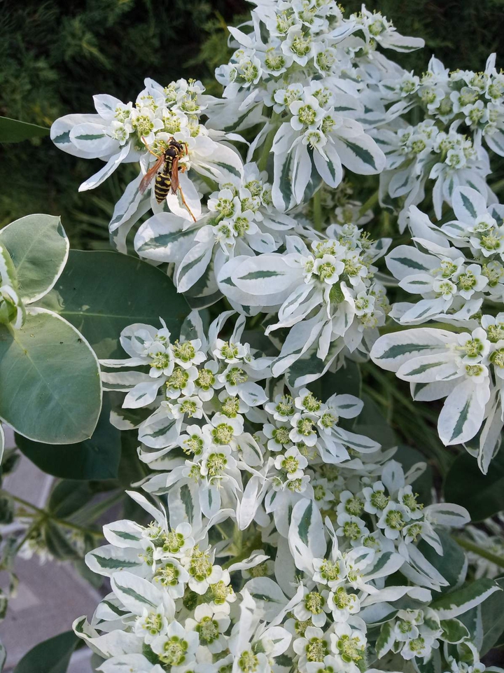 White flowers