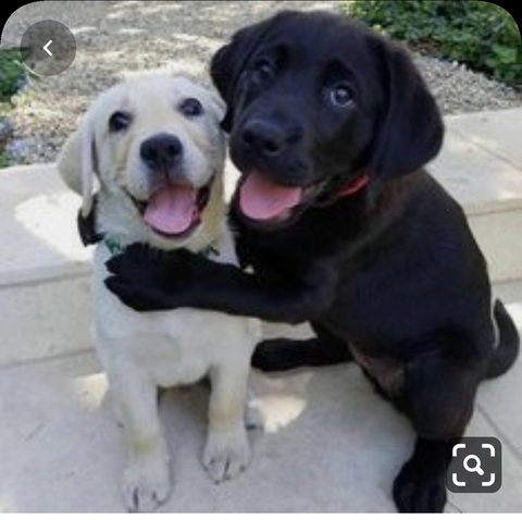 dogs