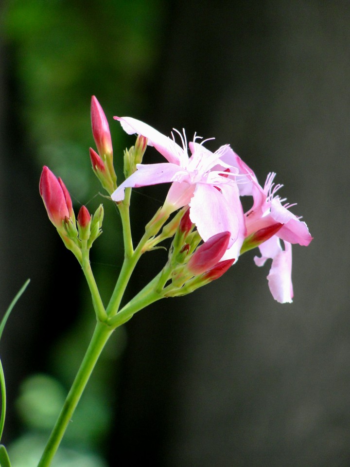 pink flower