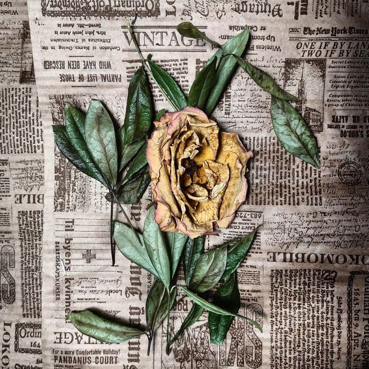 dead rose