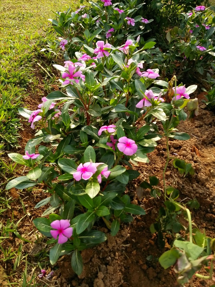 ময়নামতি