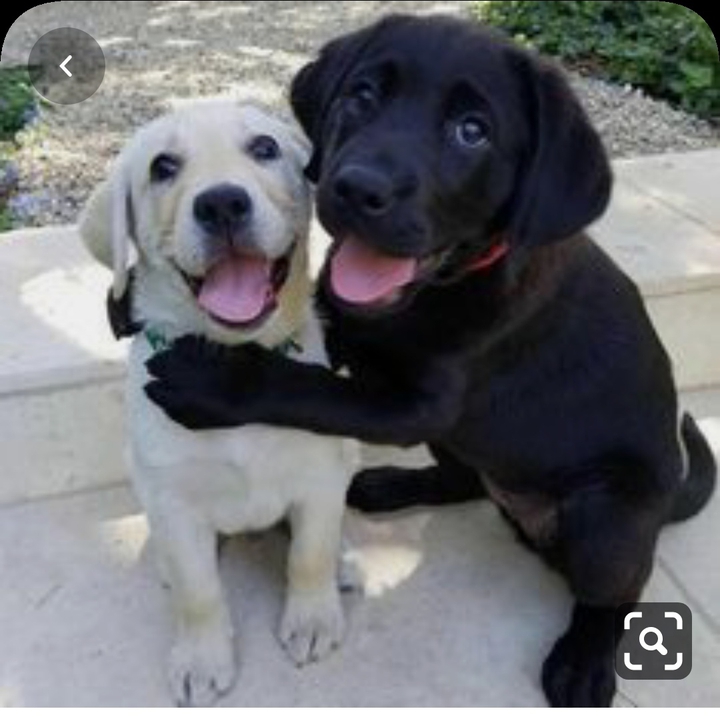 dogs