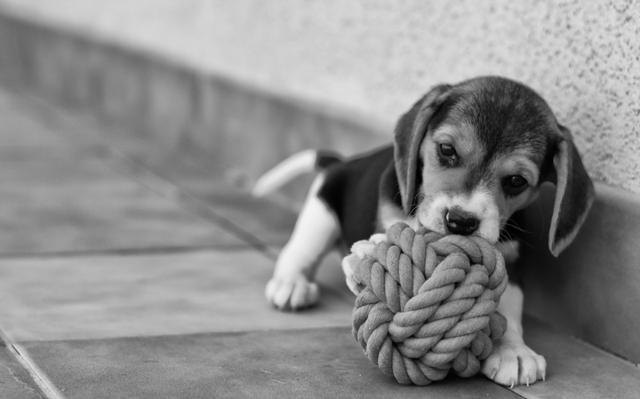 puppy