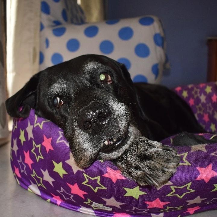 A dog's life
