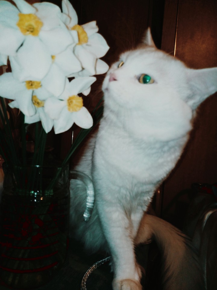 кот