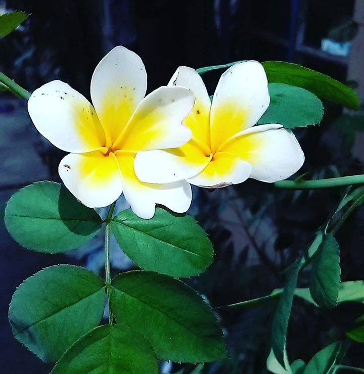 yellow flower