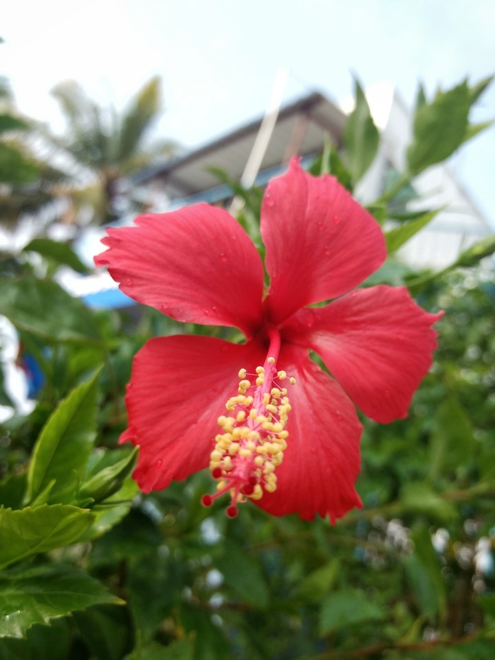 flower