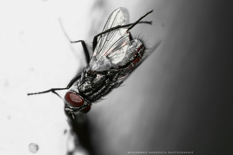 macro zoom