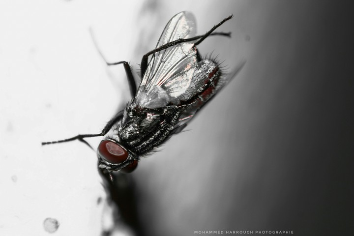 macro zoom