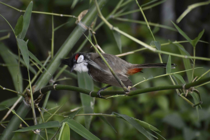 bird