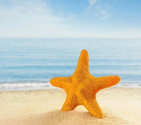 echinoderm, starfish壁纸