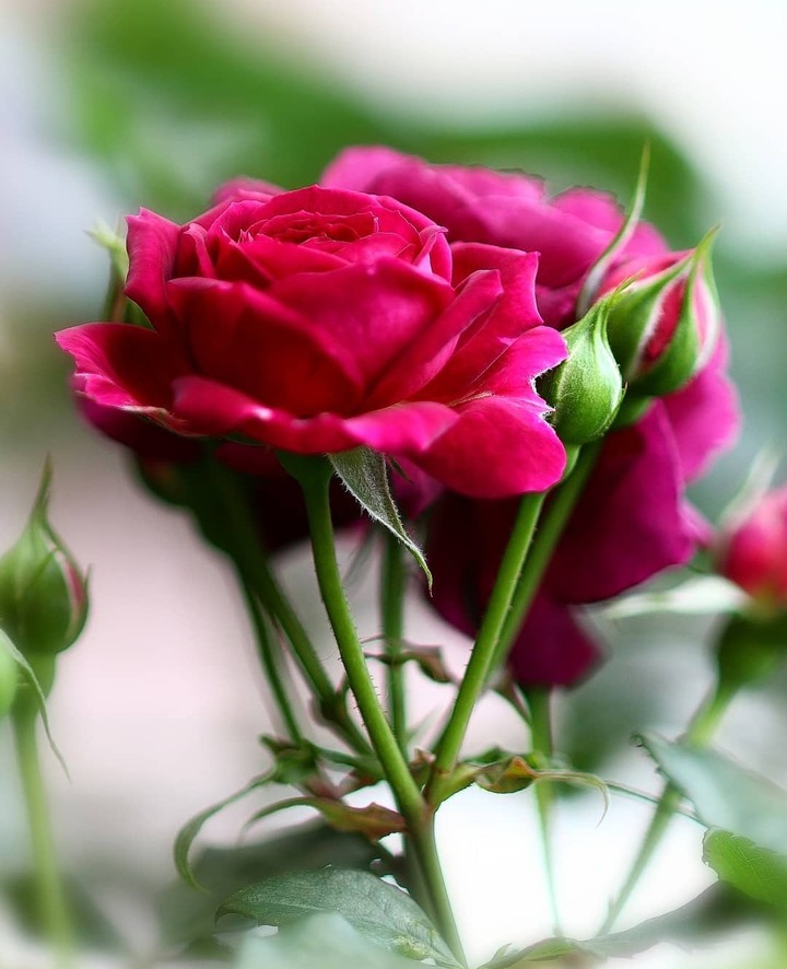 charming rose...
