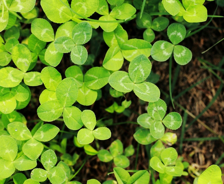 greeny