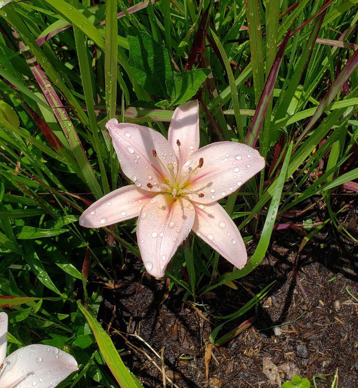 springtime