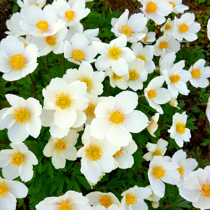 beautifulyellow