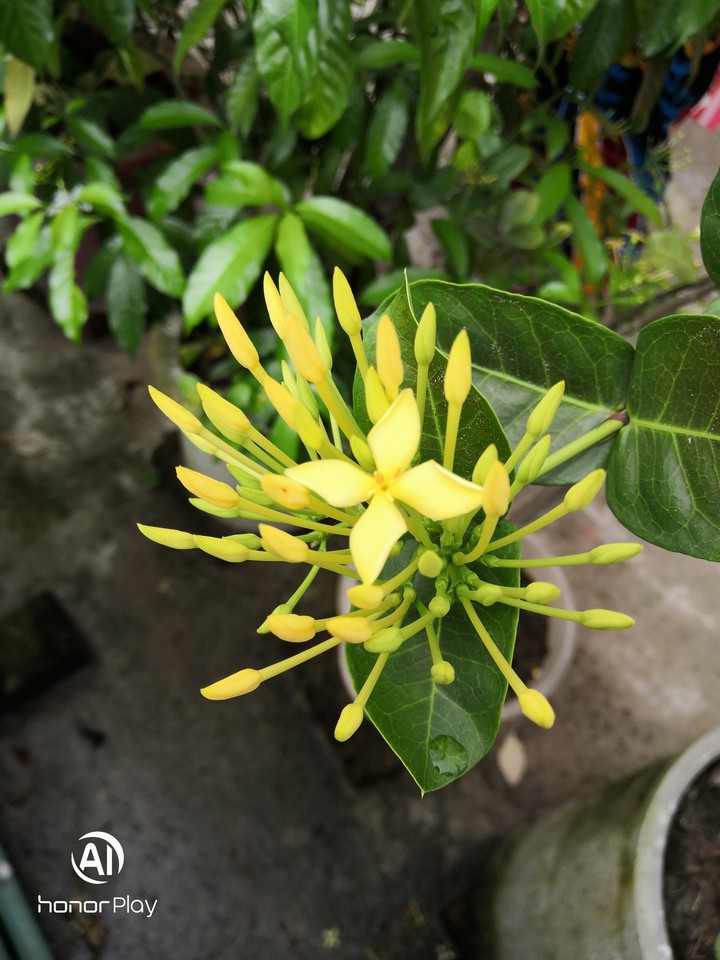 flower