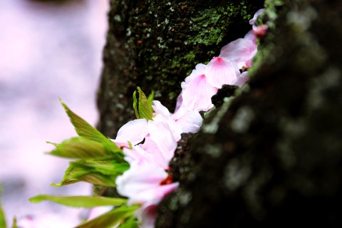 Springtime