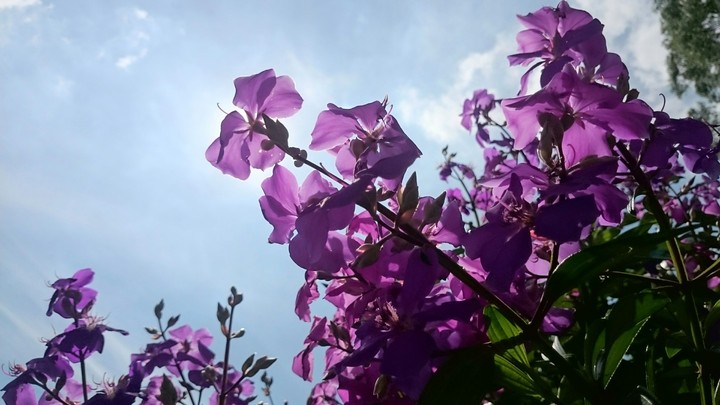 Flor