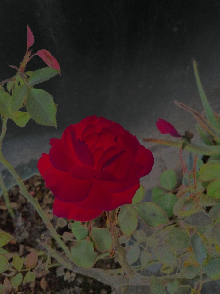 Rose Red