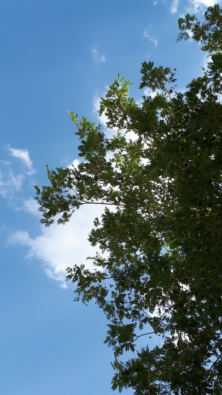 green life