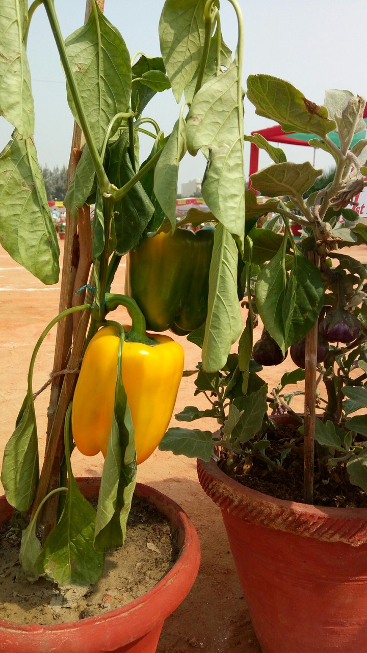Capsicum