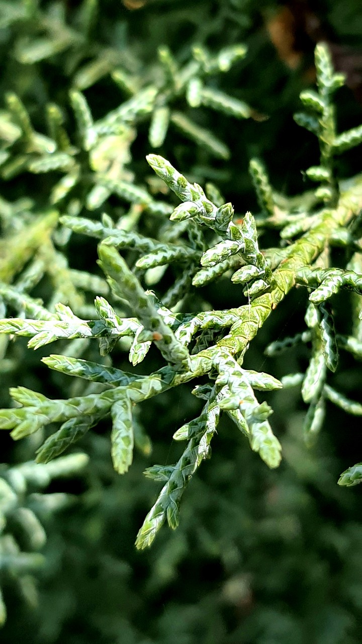 pine