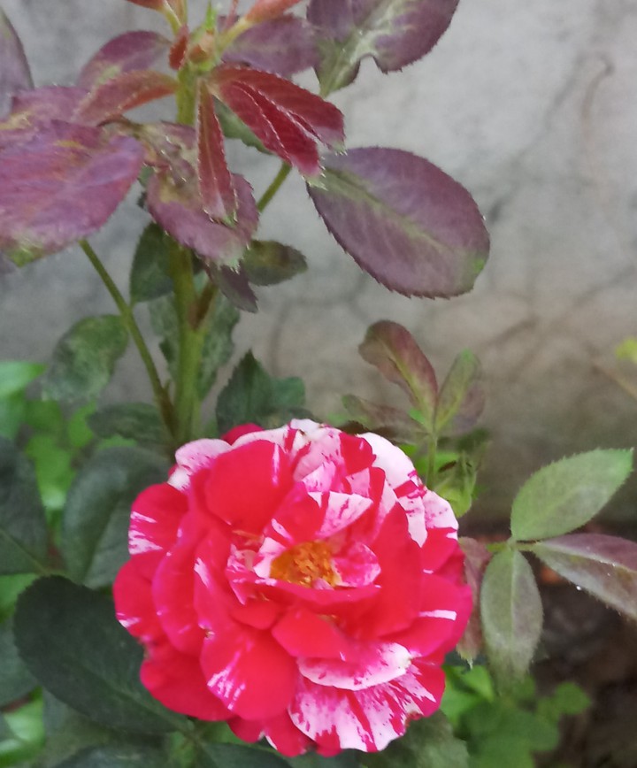 rose
