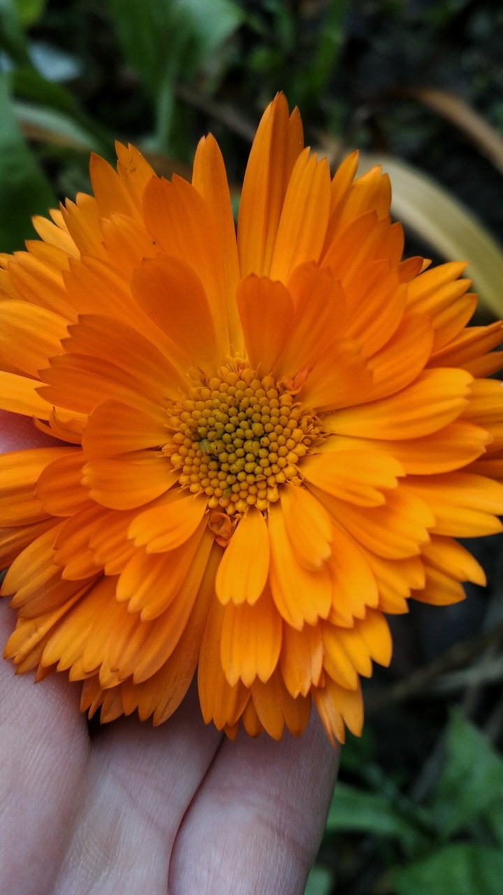 flower