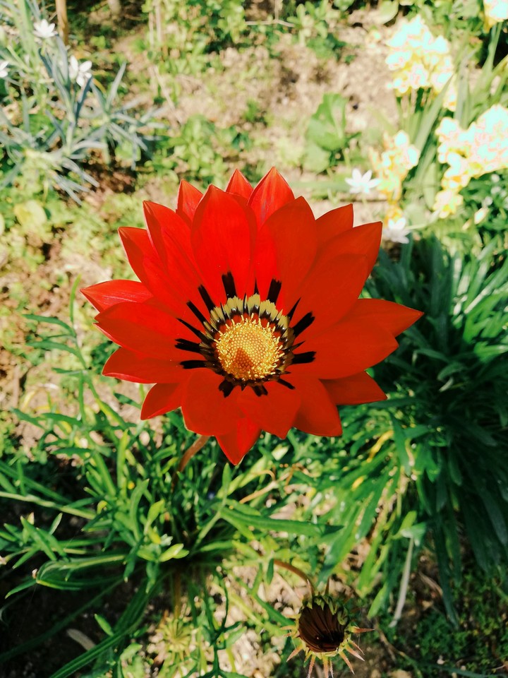 flower
