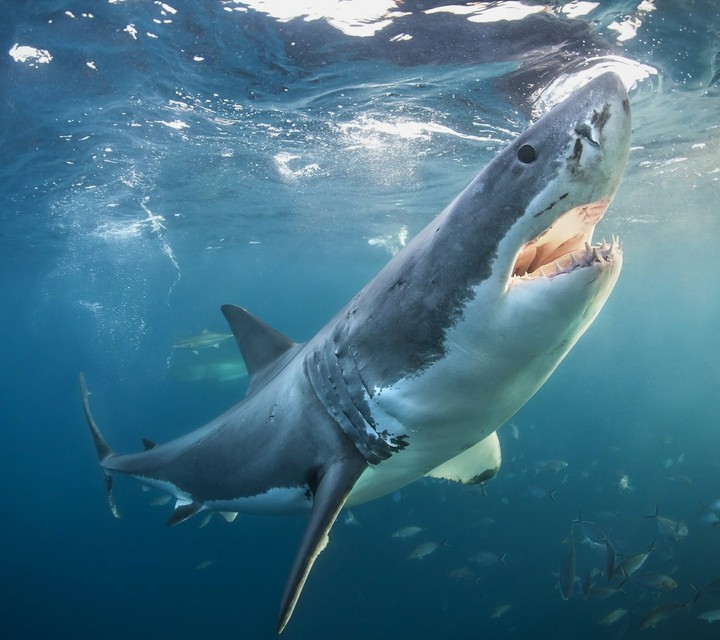 shark