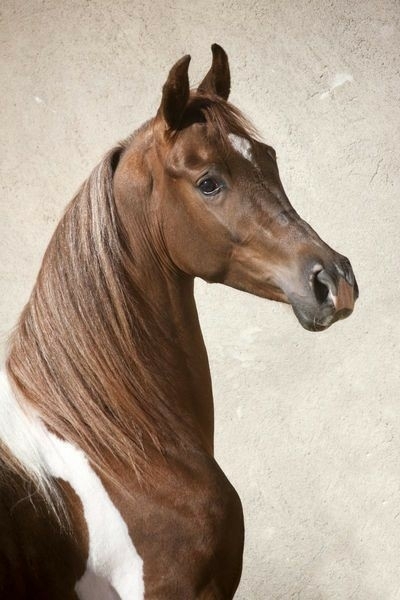 All The Pretty Horses 20