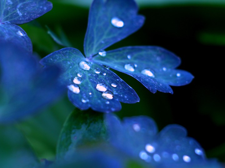 After the rain. Drops