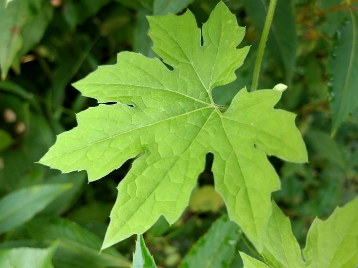leaf