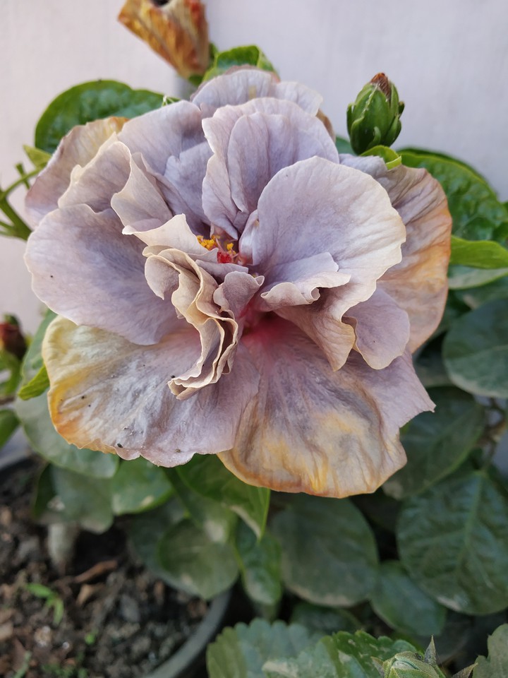 Hibiscus